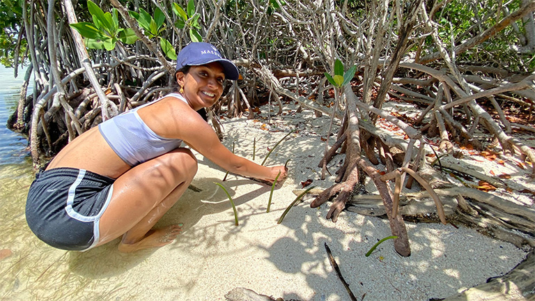 Mangrove nursery