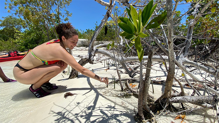 Helping baby mangroves